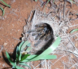 baboon spider emerging from hole to grap bait pray at night