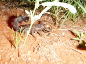 Scorpion, victorious after evicting babboon spider from it's hole, now hunting termites