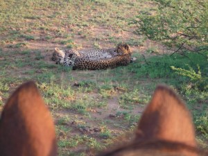 Cheetah boys unbothered being observed from horseback - we just came across them whilst out riding the property