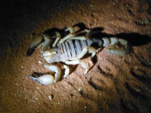 These scorpions were very common at camp at Hanchi, but although they look scary they are pretty benign, Big pincers usually means little sting.