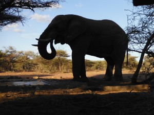 Elephant at Waterhole