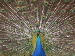 Peacock -  ubiquitous at Chipangali, pets left behind by those leaving Zimbabwe