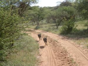 Warthogs are really programmed to follow! These twp were hand-reared after their mother was poached, though free to go anywhere on the property, here they are galloping after their human companions who are driving off in the landrover!
