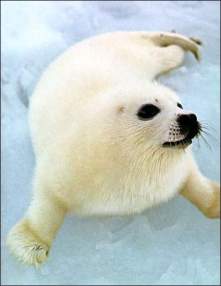 seal_pup